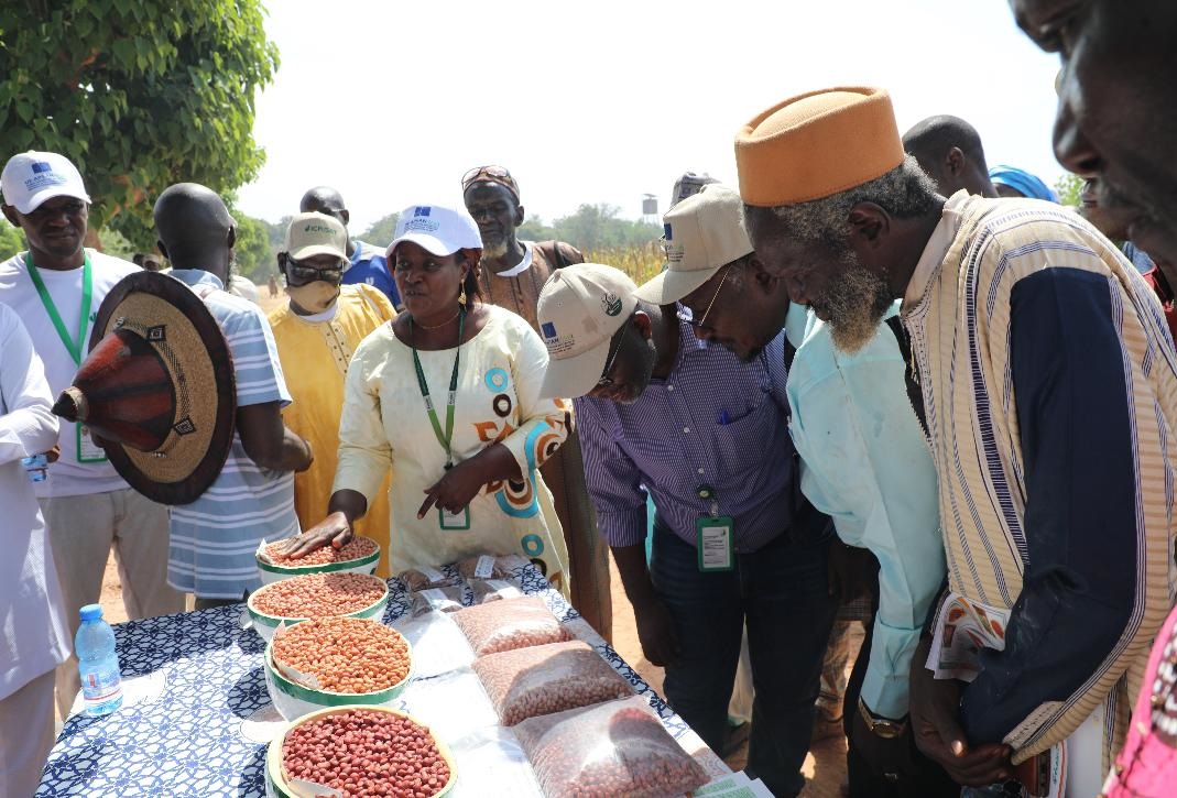 Journée portes ouvertes : L’ICRISAT expose ses semences à haut rendement aux producteurs et entreprises semencières